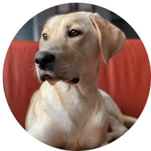 Andreas_dog_Buncie_ExecutiveProtectionSpecialist