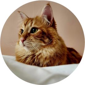 Dutchy 💸 Chief Biscuit Officer