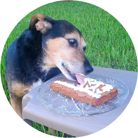 Jackson 💤 Product Palatability Tester