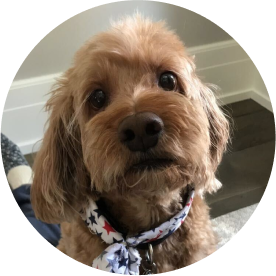 Mambo 🥗 Chief Treat Officer