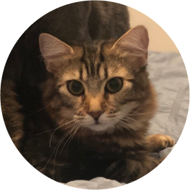 Queen Boudica 📱 Sales Closer